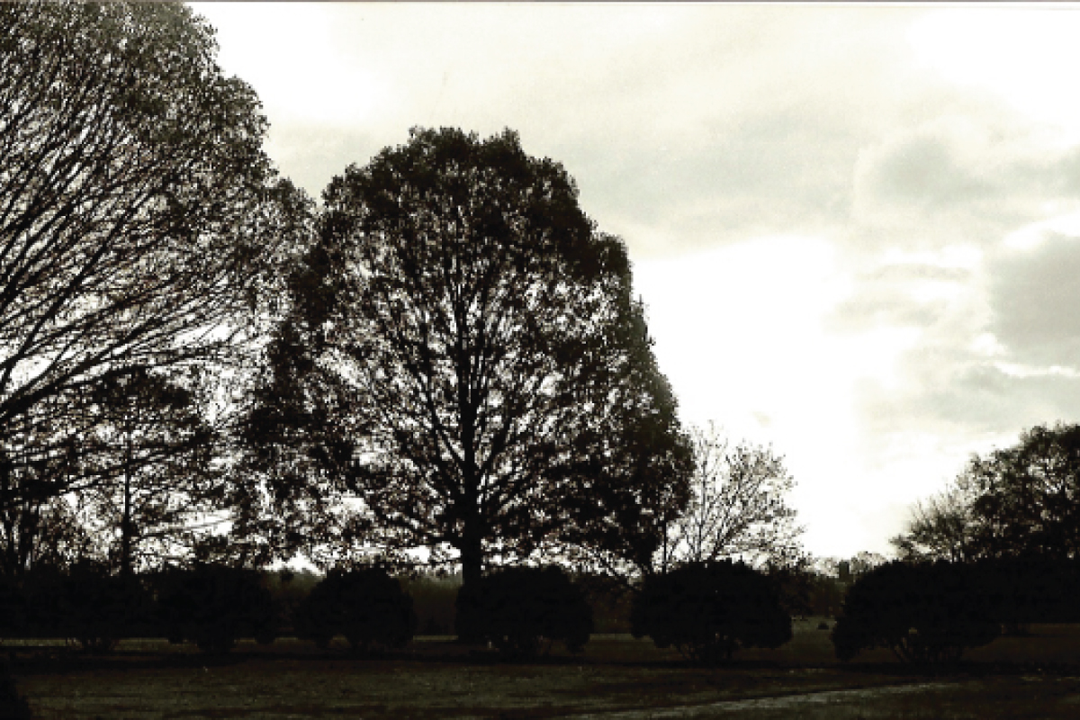 berry trees