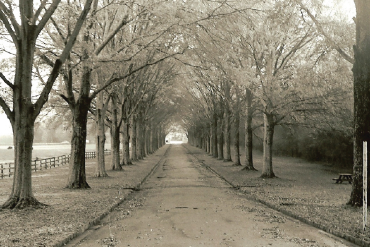 berry road